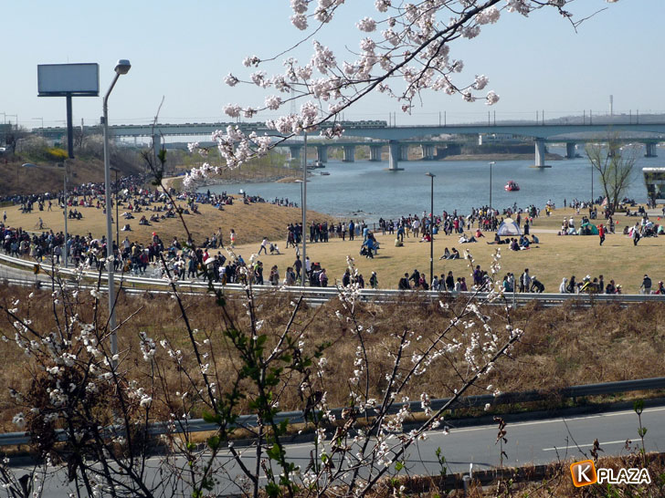 汝矣島-春の花祭り漢江を眺めて