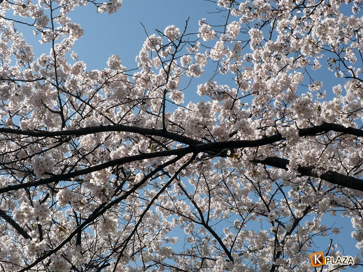 汝矣島-春の花祭り5