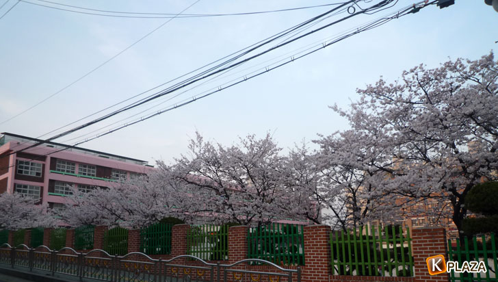 韓国の桜4