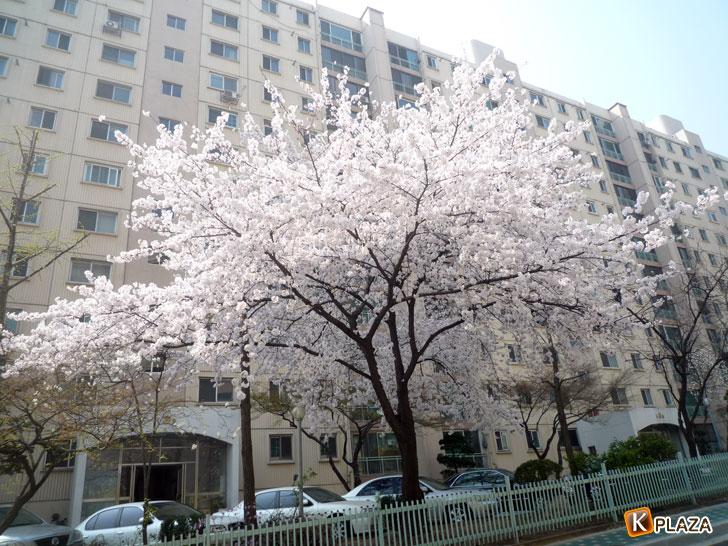 韓国の桜2
