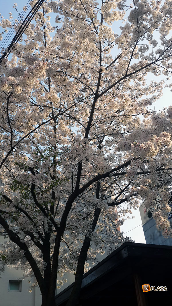 韓国の桜5